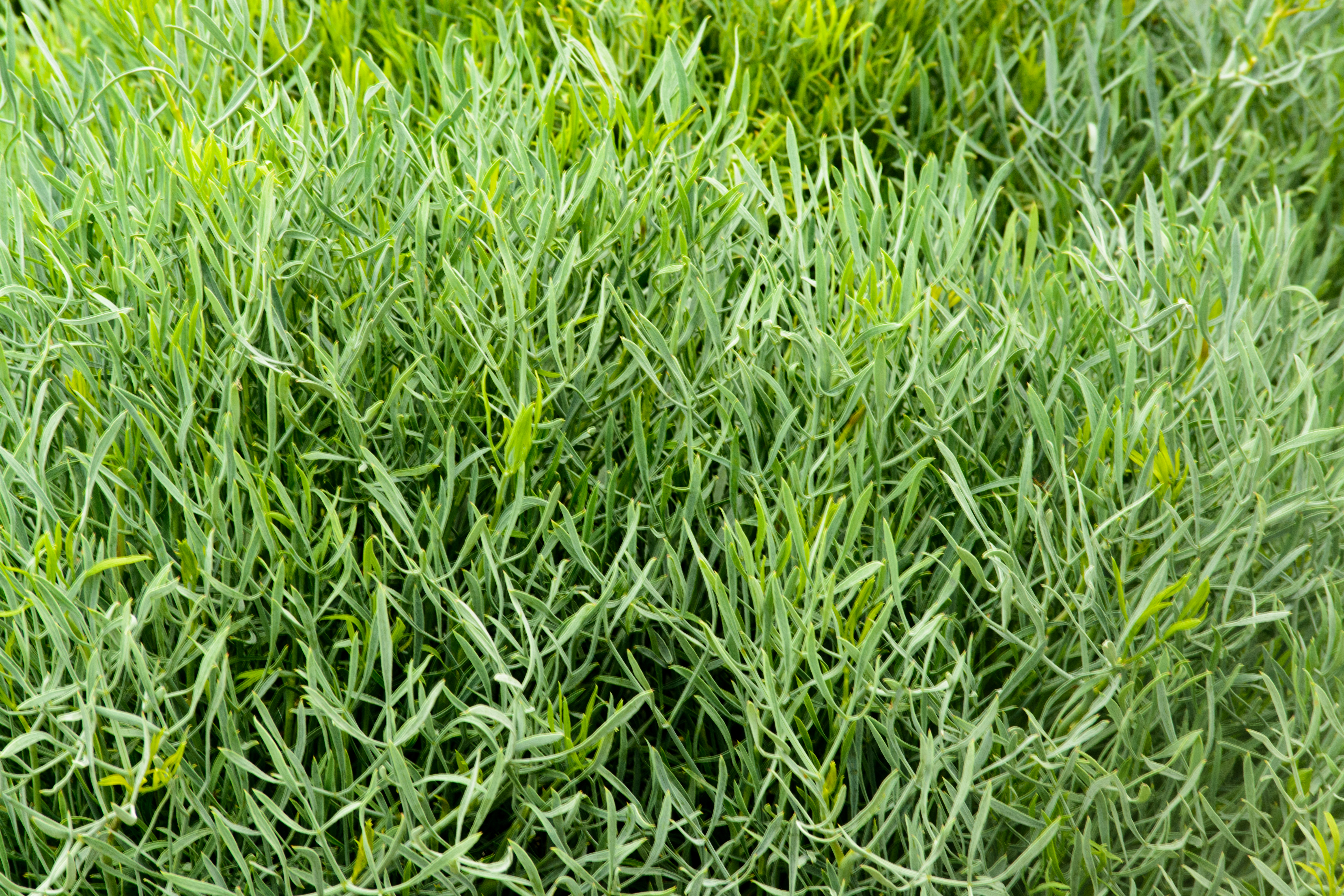 Κρίταμος στο χωράφι